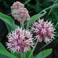 Non-gmo asclepias speciosa milkweed samen