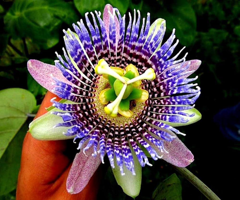 Non-gmo assiflora blume samen for home gardening