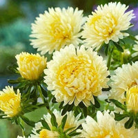 Premium non-gmo gelb aster samen