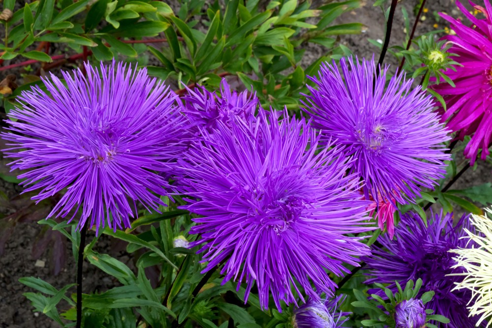 Non-gmo aster blume samen for vibrant anpflanzung