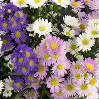Non-gmo violet aster samen for anpflanzung