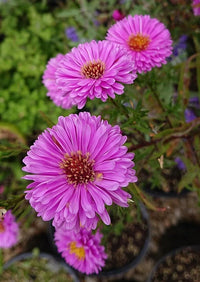Non-gmo aster novi-belgii blume samen