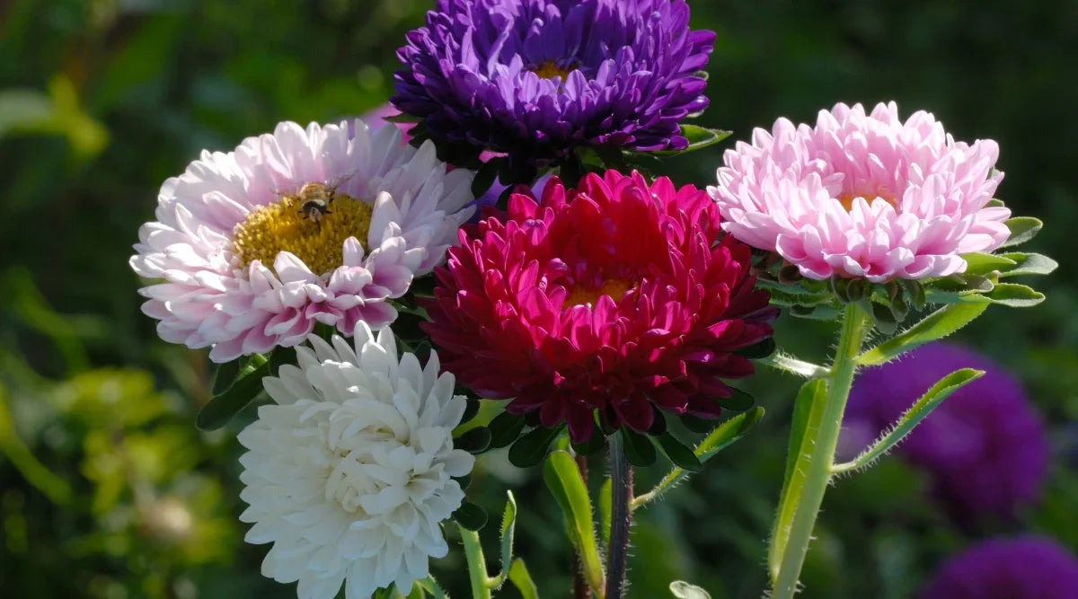 Non-gmo aster samen for anpflanzung