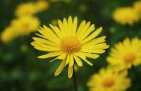 Premium non-gmo gelb-grün aster samen