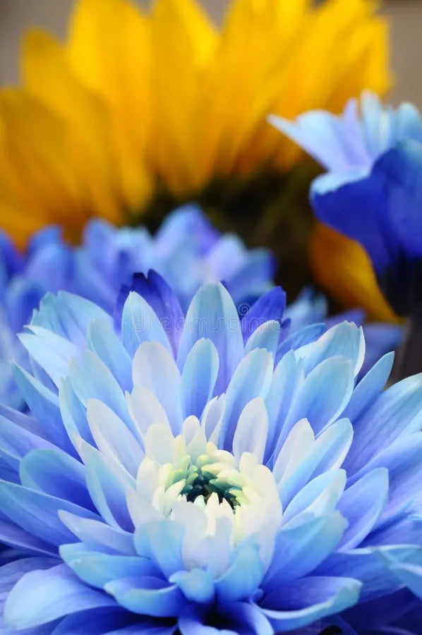 Premium non-gmo aster samen