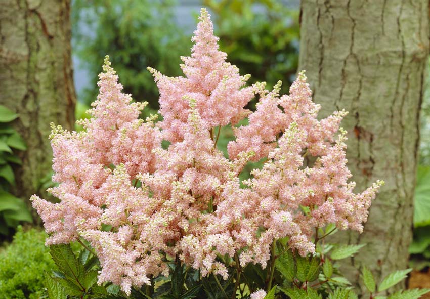 Non-gmo astilbe samen for home gardening