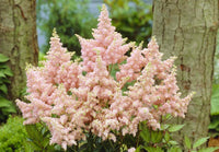 Non-gmo astilbe samen for home gardening