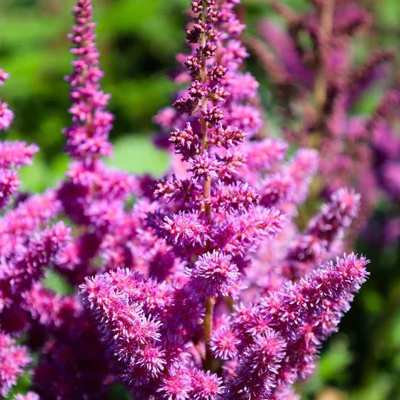 Non-gmo astilbe samen for gardening