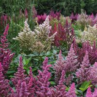 Non-gmo vender astilbe blume samen