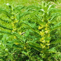gentechnikfrei Astragalus Samen producing feathery textured foliage
