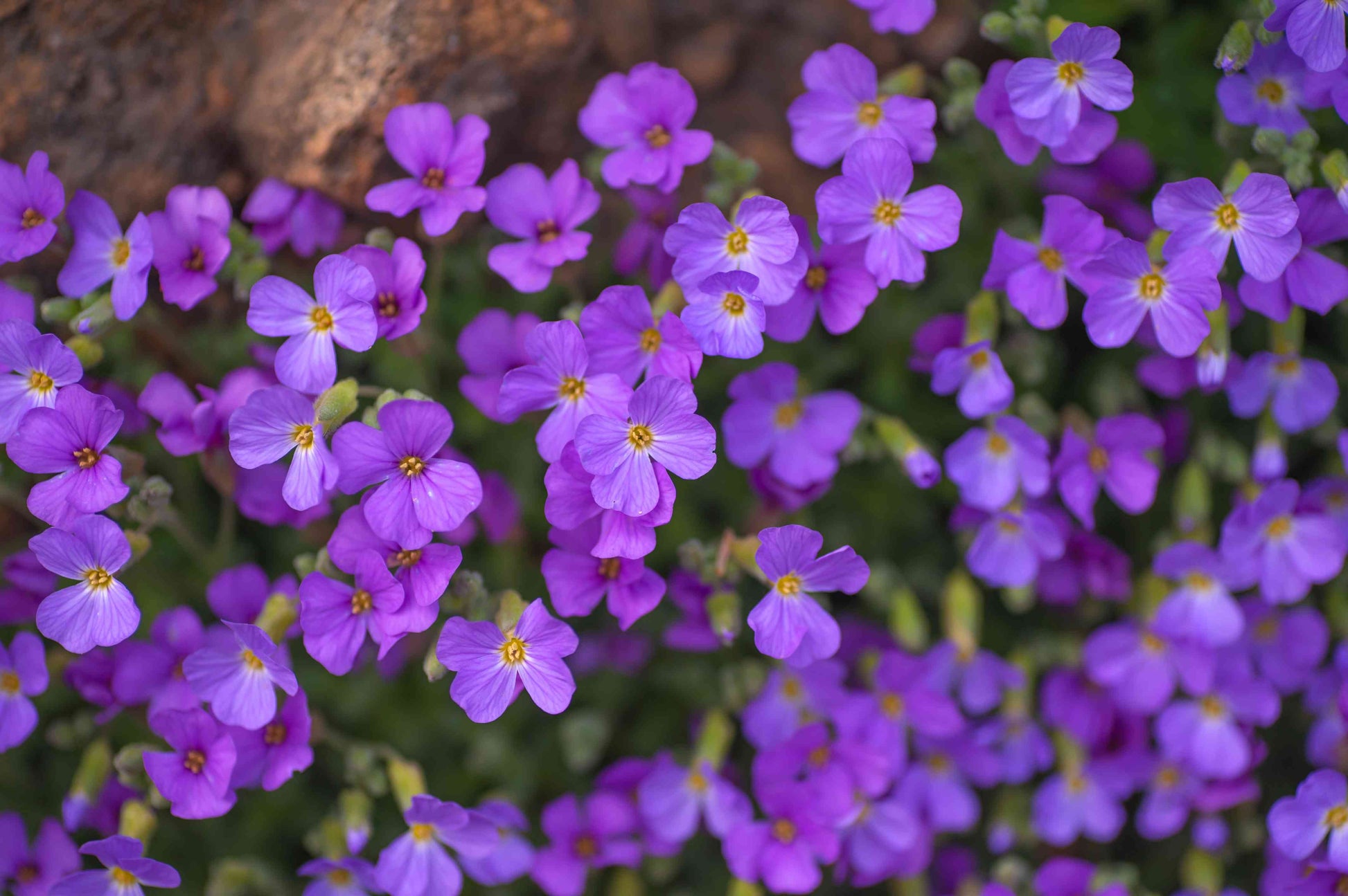 Non-gmo aubrieta blume samen for gardening