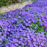 Non-gmo blau aubrieta blume samen