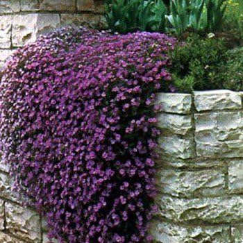 Non-gmo aubrieta blume samen