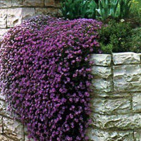 Non-gmo aubrieta blume samen