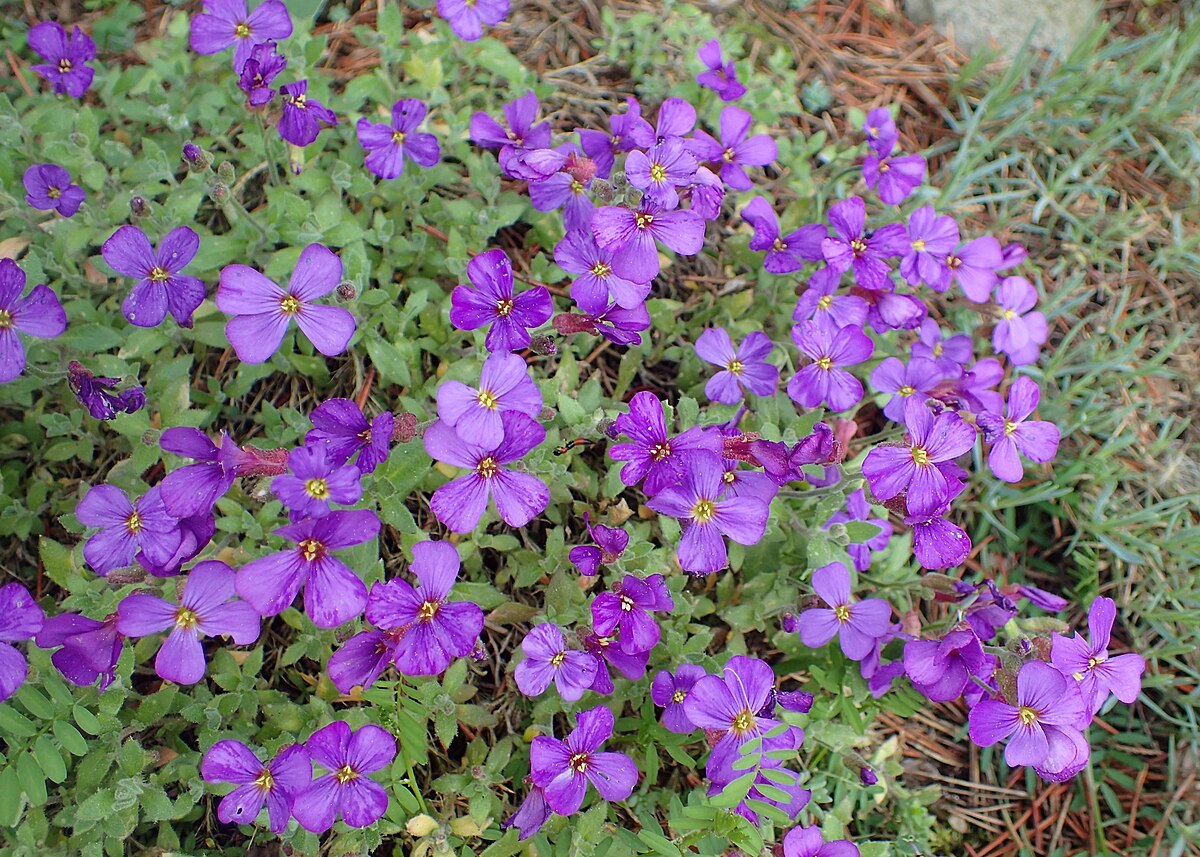 Non_gmo_aubrieta_seeds 