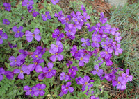 Non_gmo_aubrieta_seeds 