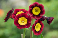 Non gmo auricula samen