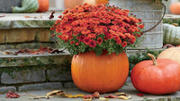 Non-gmo autumn anpflanzung blume samen
