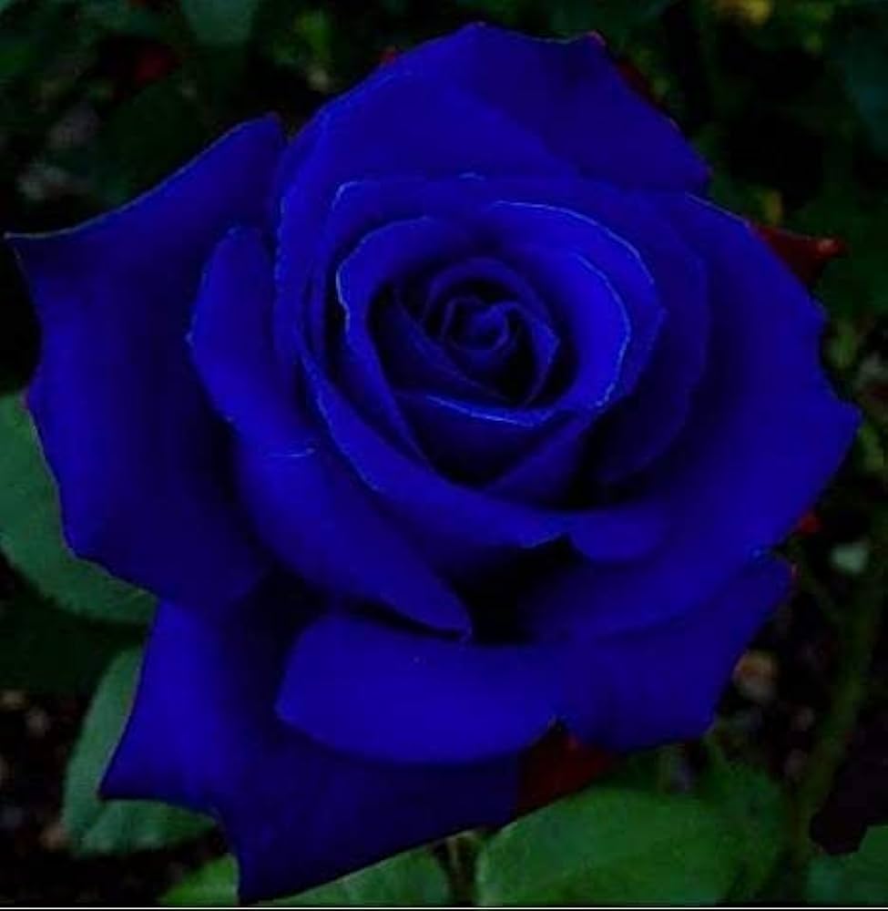 Non-gmo away dark blau rose samen for home gardening