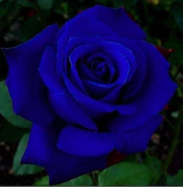 Non-gmo away dark blau rose samen for home gardening