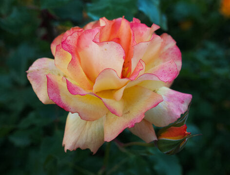Non-gmo away rose samen for home gardening