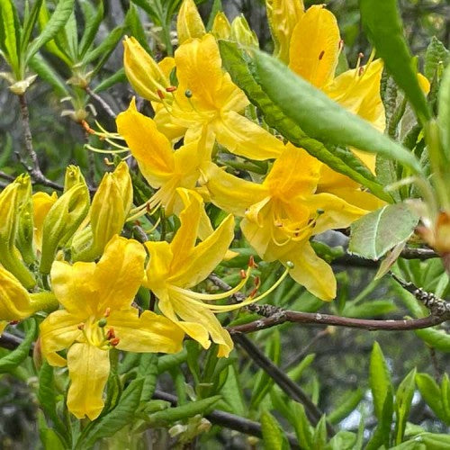 Premium non-gmo azalea blume samen