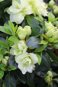 Rhododendron azalea blume samen for anpflanzung sea grün