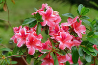 Non-gmo azalea garten samen for seasonal anpflanzung