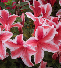 Non-gmo azalea rosa blume samen