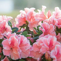 Non-gmo azalea samen for garten anpflanzung