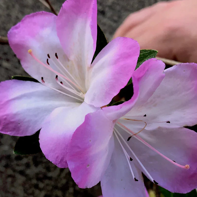 Non-gmo azalea samen for home gardening