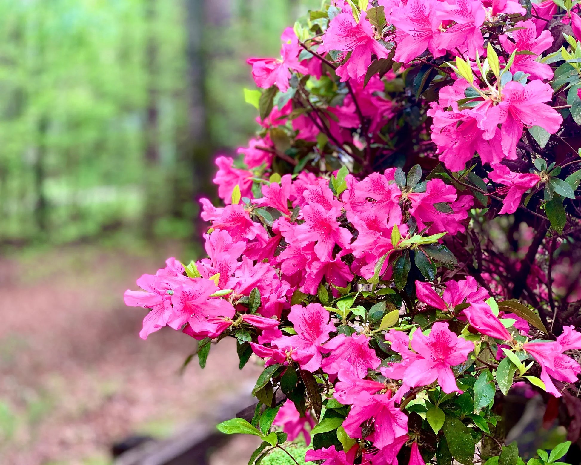 Non-gmo azalea samen for home gardening