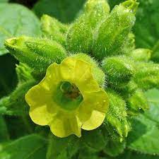 gentechnikfrei Aztec Nicotiana Blume Samen for ornamental borders