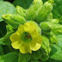 gentechnikfrei Aztec Nicotiana Blume Samen for ornamental borders