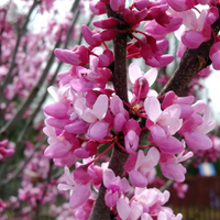 Non-gmo baby rosa redbud tree samen