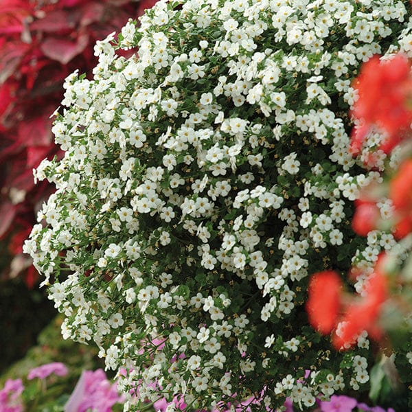 Non gmo bacopa samen
