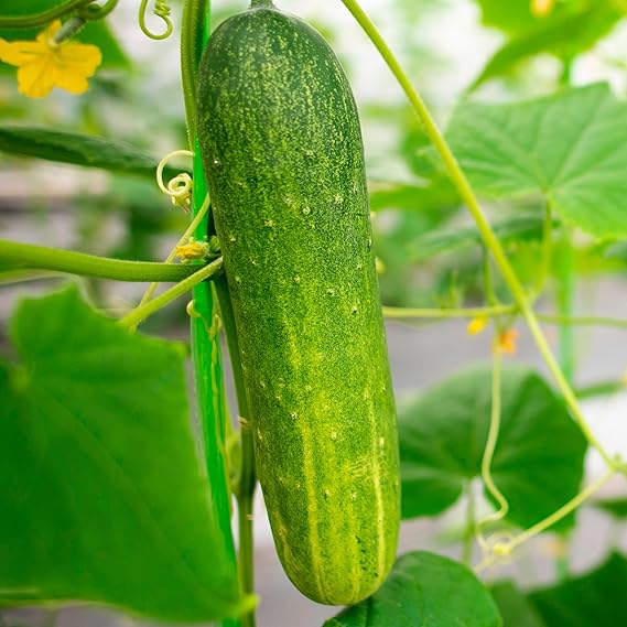 Non-gmo balcony cucumber samen für aussaat