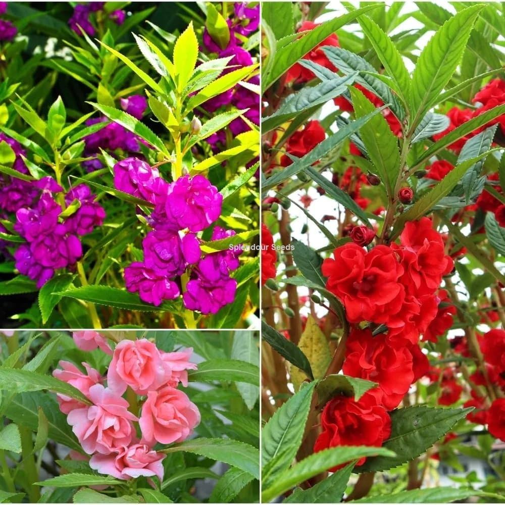 Non-gmo balsam camellia violet samen for gardening