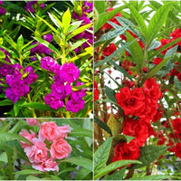 Non-gmo balsam camellia violet samen for gardening