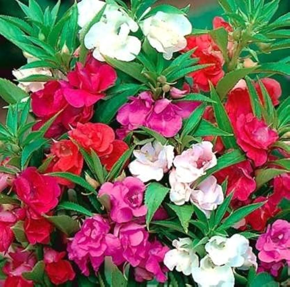 Non-gmo balsam blume samen for gardening