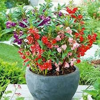 Non-gmo mixed balsam samen for gardening