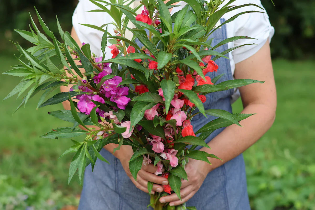 Non-gmo balsamine blume samen