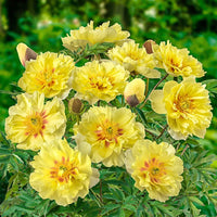 Non-gmo bartzella gelb blume samen for home gardens