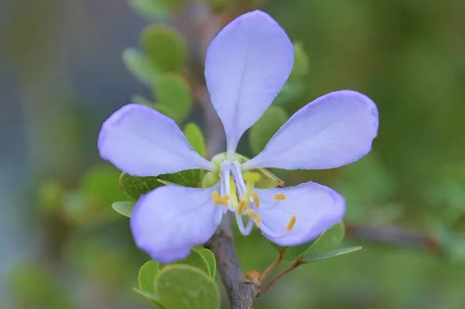 Non-gmo bauhinia variegata samen for anpflanzung