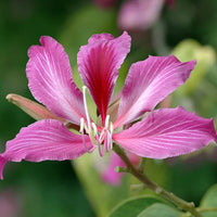 Non-gmo bauhinia tree samen for gardening