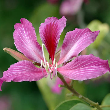 Non-gmo bauhinia tree samen for gardening