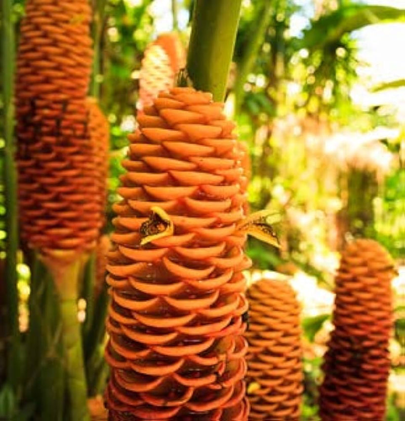 Non-gmo tropical beehive ginger blume samen