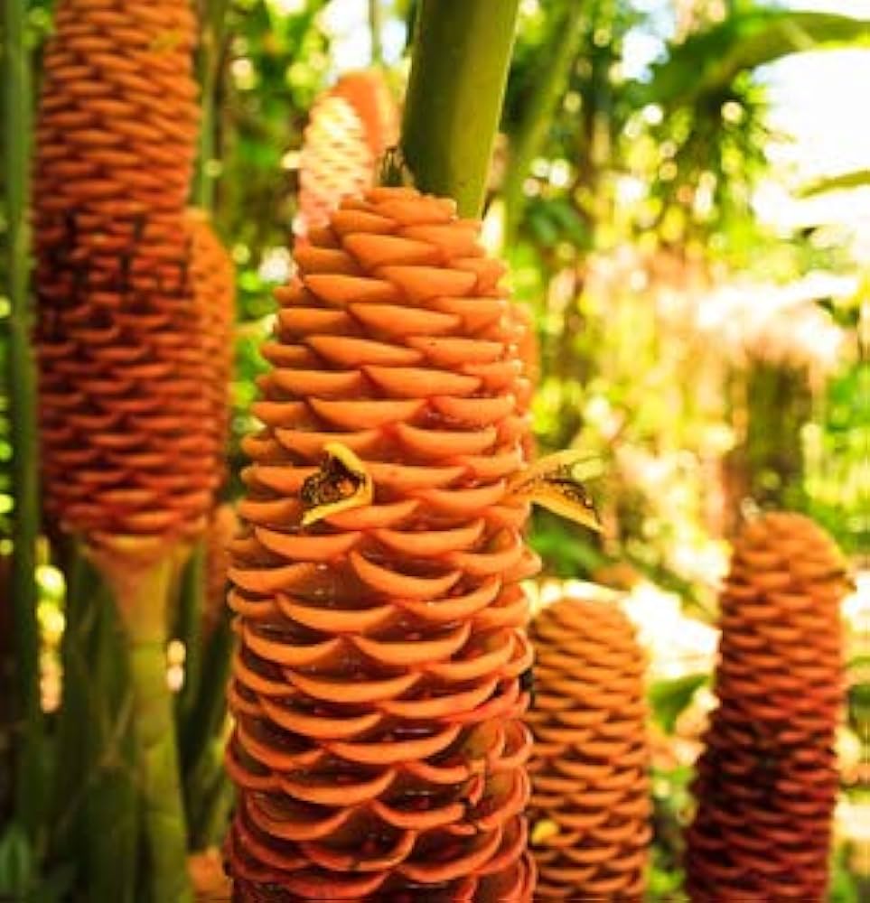 Non-gmo tropical beehive ginger blume samen