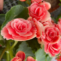 Non-gmo begonia blume samen for easy home anpflanzung