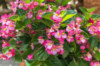 Non-gmo begonia samen for indoor anpflanzung